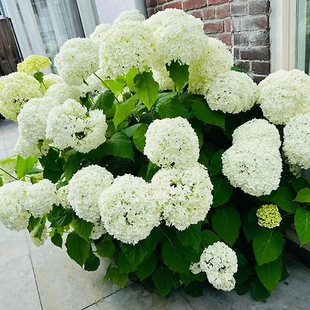 Perfectly Located Charming Magdalena House For True Connoisseurs * Haarlem